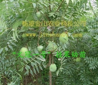 供应文冠果  优质文冠果种子   苗木